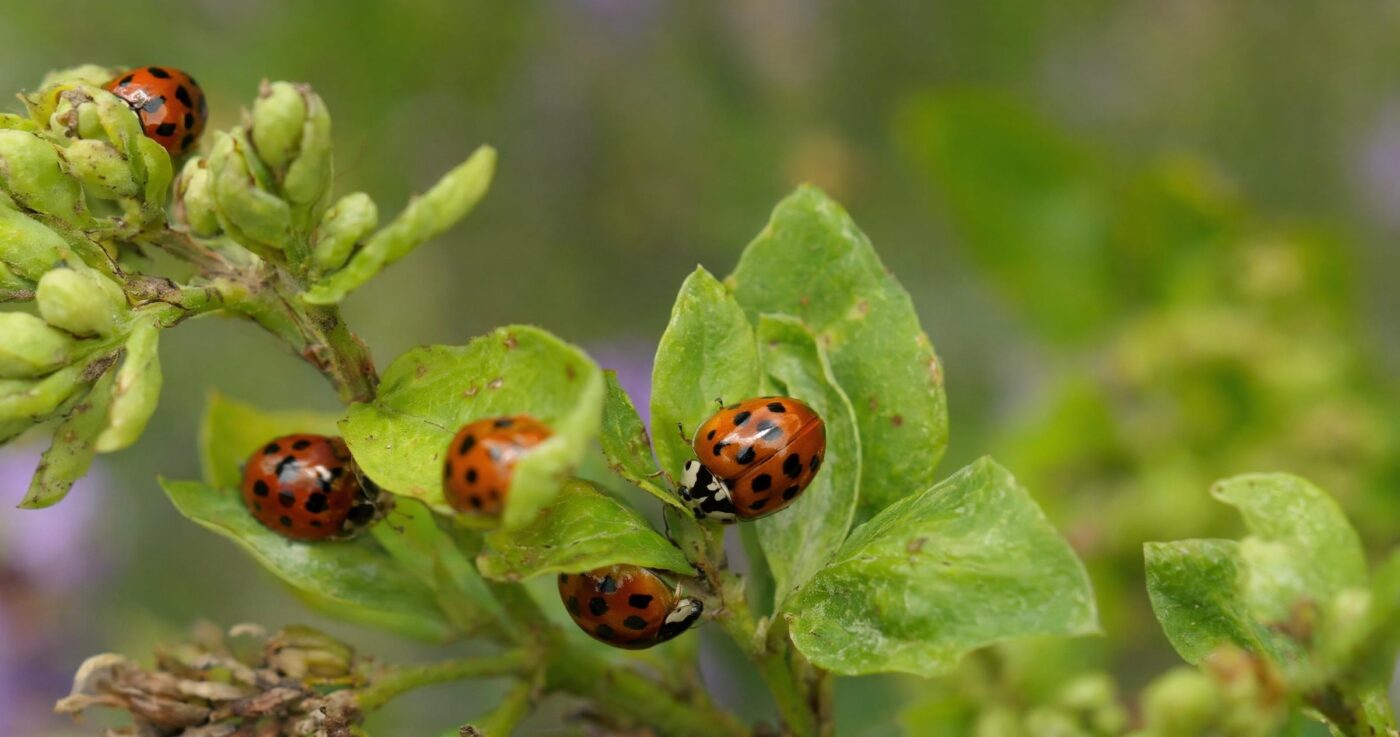 Asiatischer Marienkäfer: Nützling und Schädling zugleich