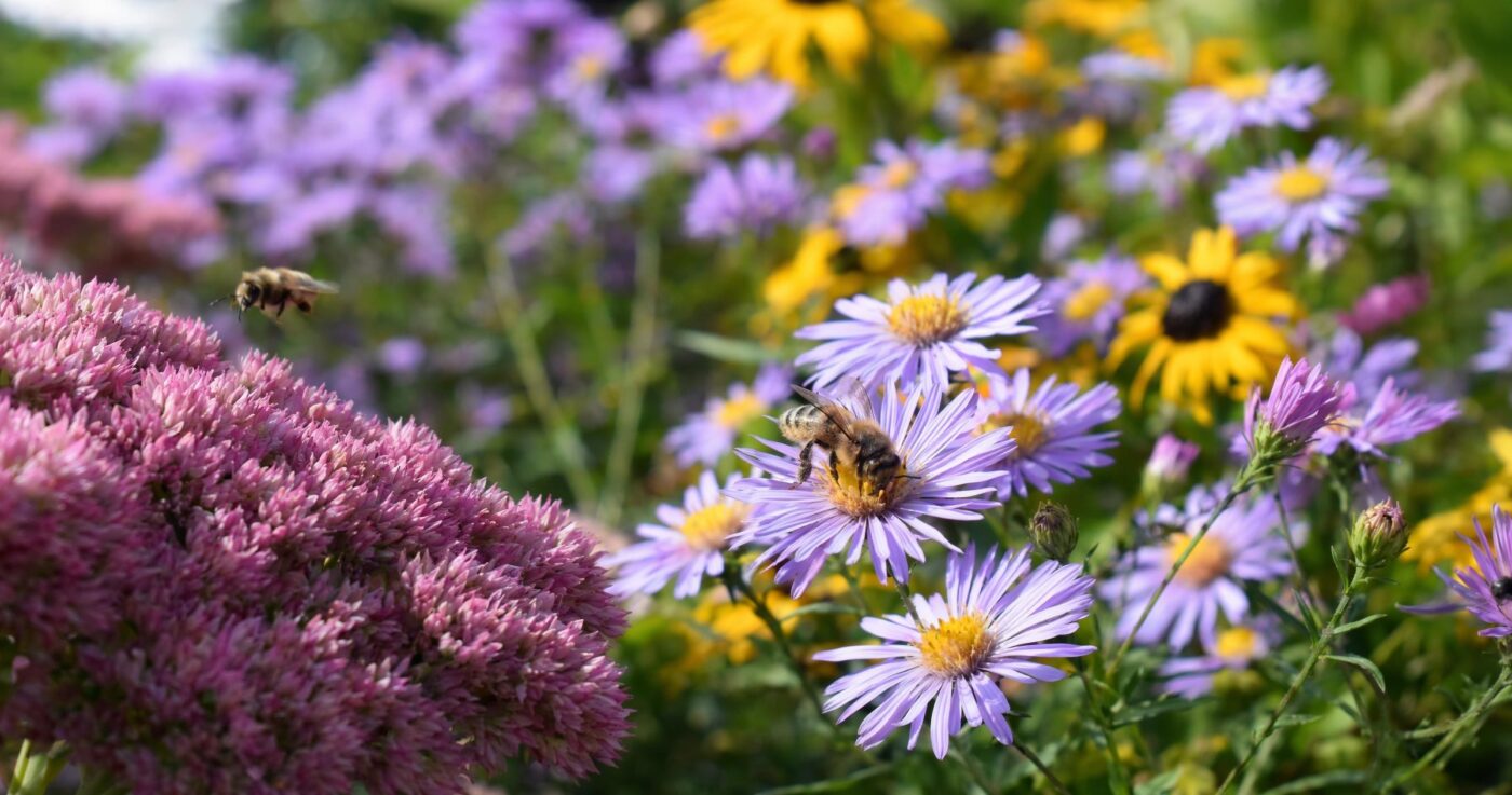 Bienen unterstützen: Lebensweise, Bedeutung und Tipps für den bienenfreundlichen Garten