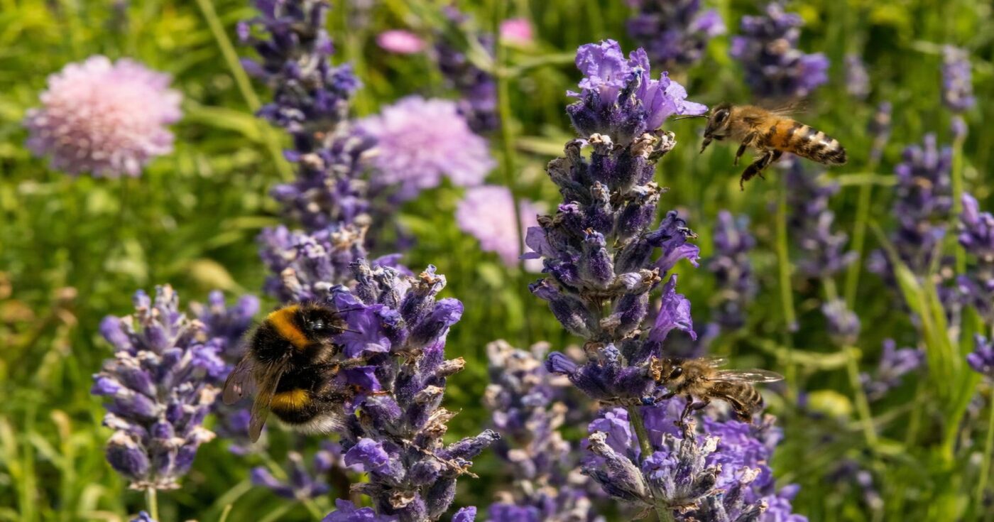 Bienenfreundlicher Garten: So hilfst du Wildbienen & Honigbienen (einfach & wirksam)