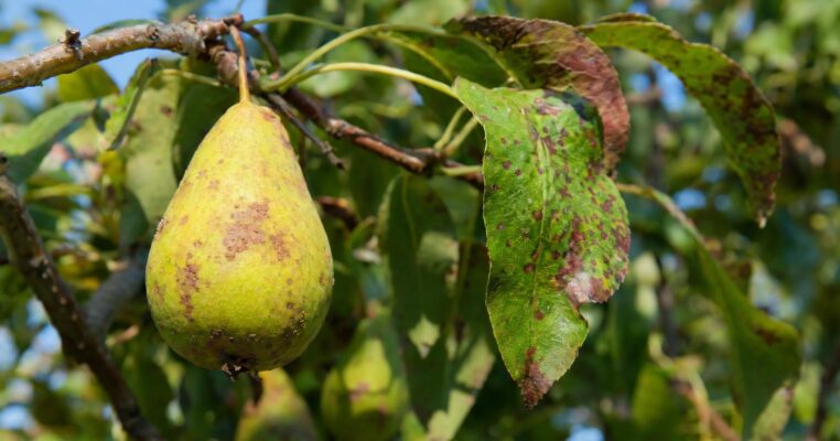 Birnenpockenmilbe erkennen und bekämpfen