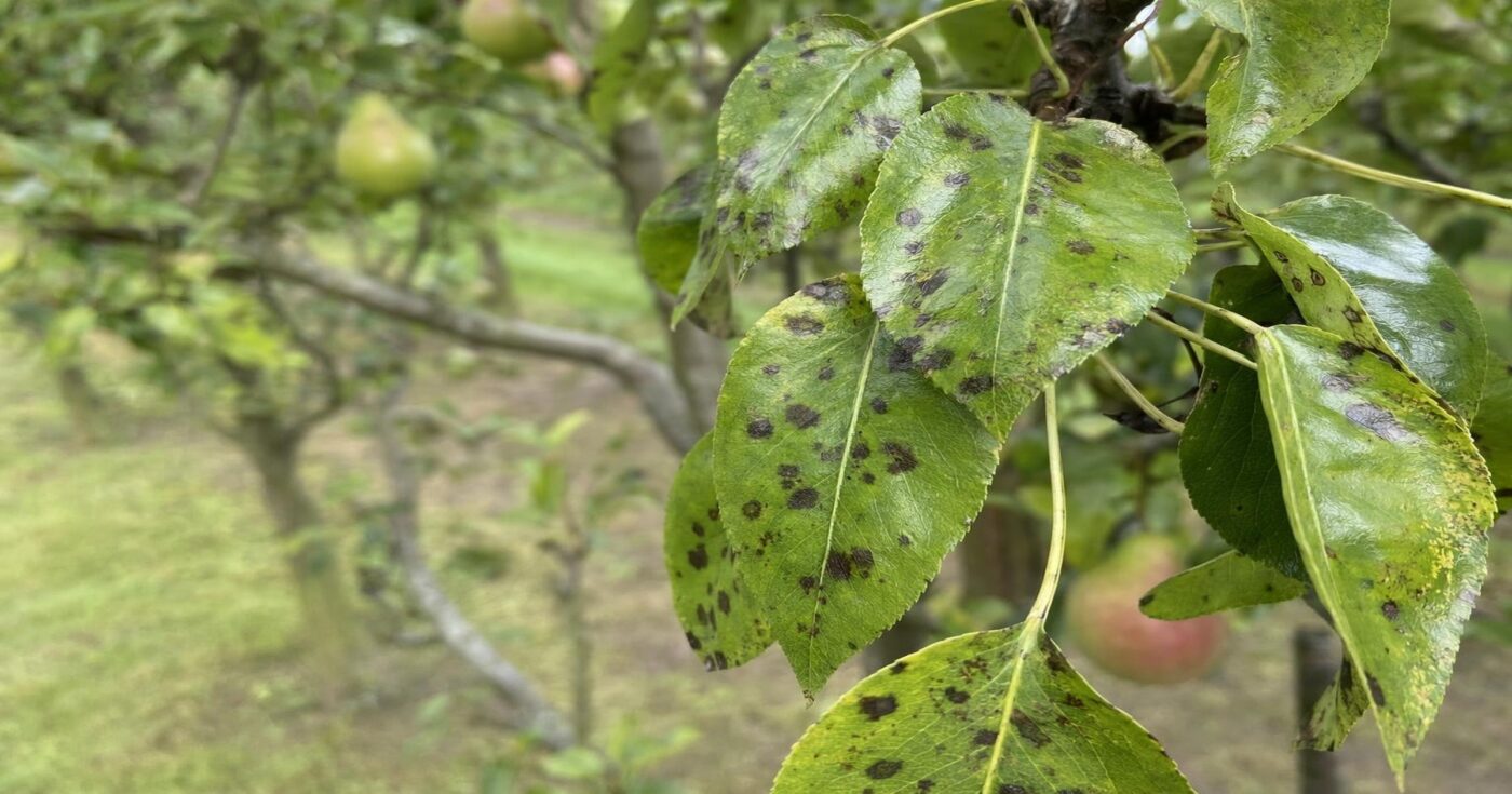 Birnenschorf am Birnbaum: Symptome erkennen, vorbeugen und wirksam bekämpfen