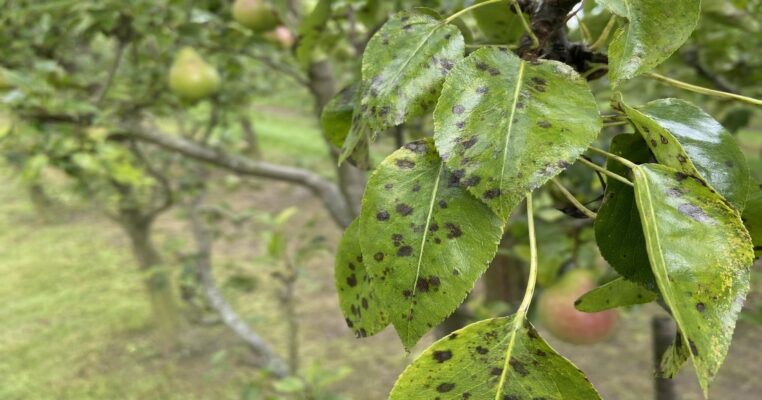 Birnenschorf am Birnbaum: Symptome erkennen, vorbeugen und wirksam bekämpfen