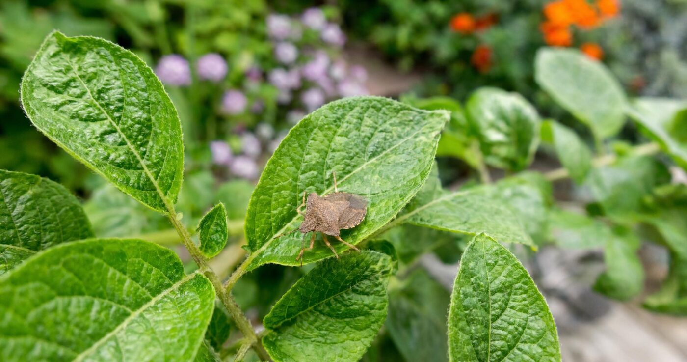 Blattwanzen erkennen und bekämpfen: Tipps für den Garten