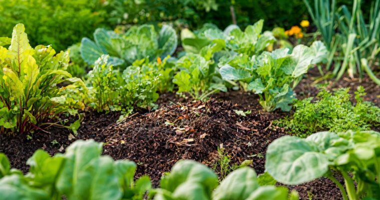 Bodenaktivatoren im Garten: So belebst du deinen Boden nachhaltig