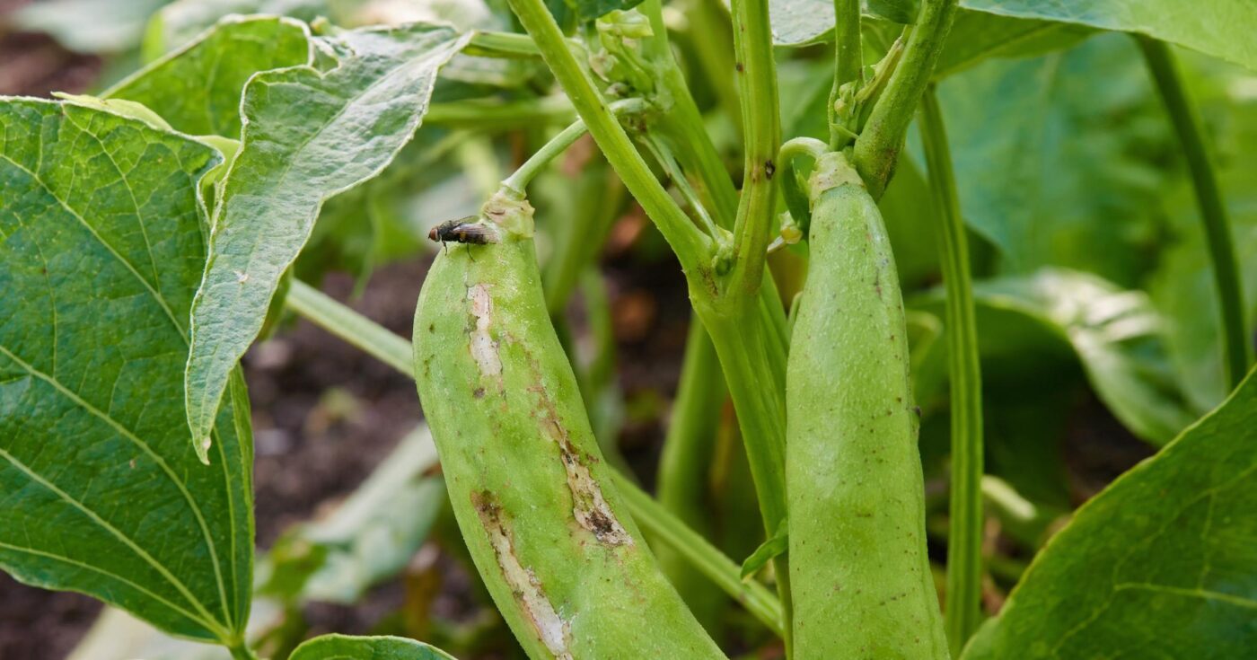 Bohnenfliege erkennen und vorbeugen