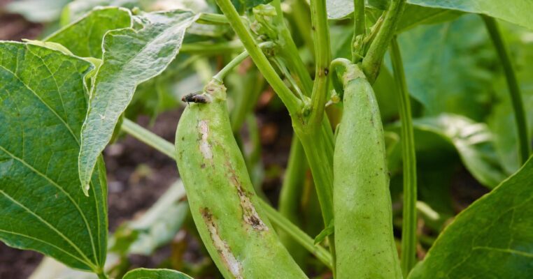 Bohnenfliege erkennen und vorbeugen