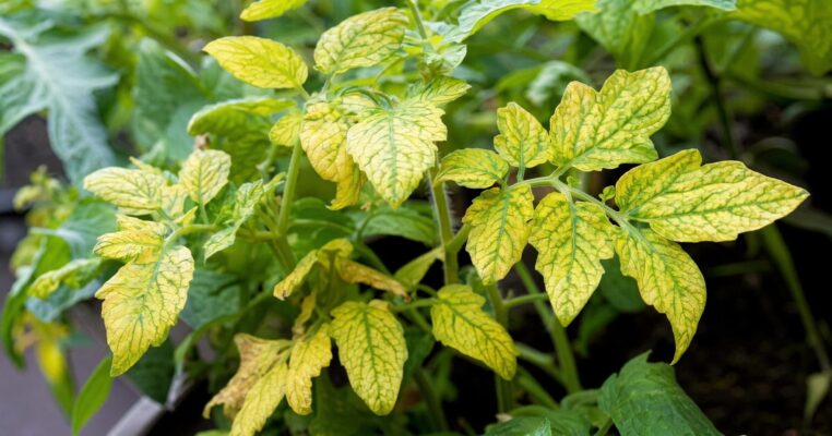 Chlorose bei Pflanzen erkennen und behandeln