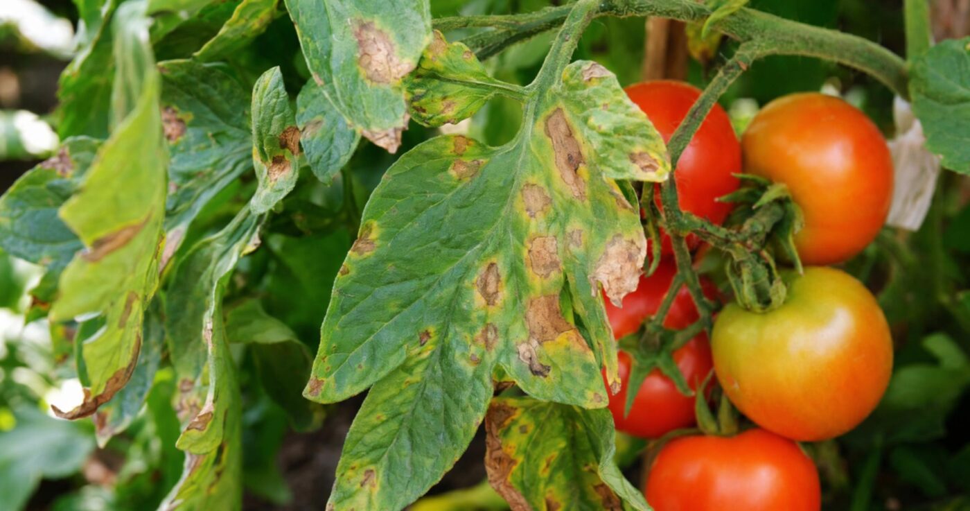 Dürrfleckenkrankheit an Tomaten: Erkennen, Bekämpfen und Vorbeugen