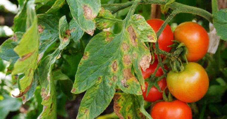 Dürrfleckenkrankheit an Tomaten: Erkennen, Bekämpfen und Vorbeugen