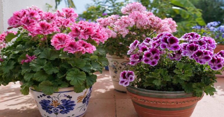 Duftgeranien pflanzen: Standort, Pflege, Überwinterung & Tipps für üppige Blüte