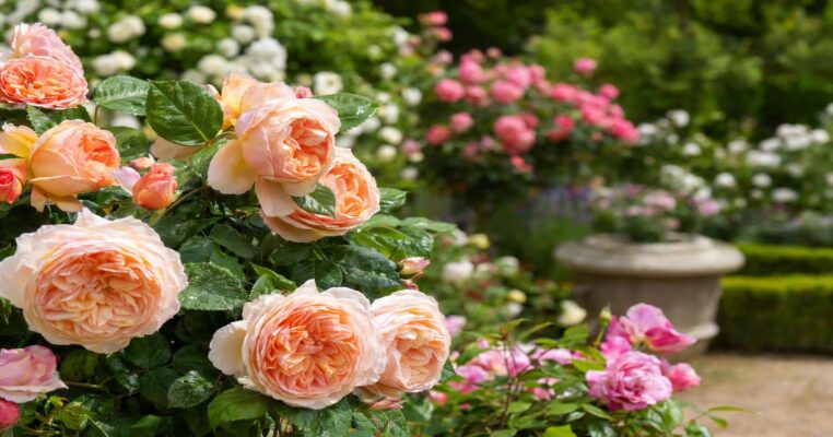Duftrosen: Die schönsten Sorten, Pflege und Tipps für Ihren Rosengarten