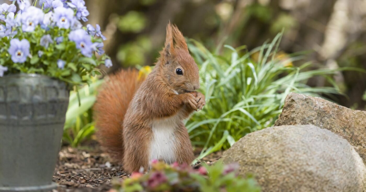 Eichhörnchen im Garten: Wissenswertes und Tipps für Hobbygärtner