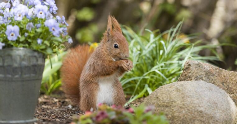 Eichhörnchen im Garten: Wissenswertes und Tipps für Hobbygärtner