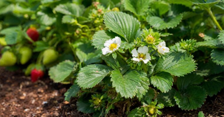 Erdbeerblütenstecher bekämpfen: So schützen Sie Ihre Erdbeeren