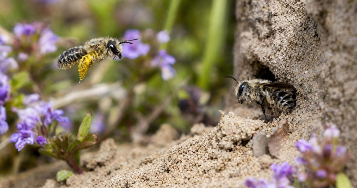 Erdbienen und Sandbienen: Lebensweise, Erkennung und Schutz