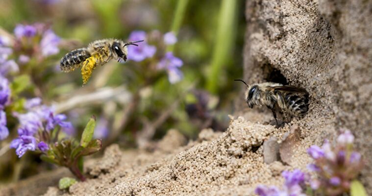 Erdbienen und Sandbienen: Lebensweise, Erkennung und Schutz