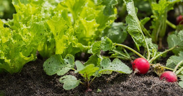 Erdflöhe erkennen und bekämpfen: Schutz für Kohl, Radieschen und Salat