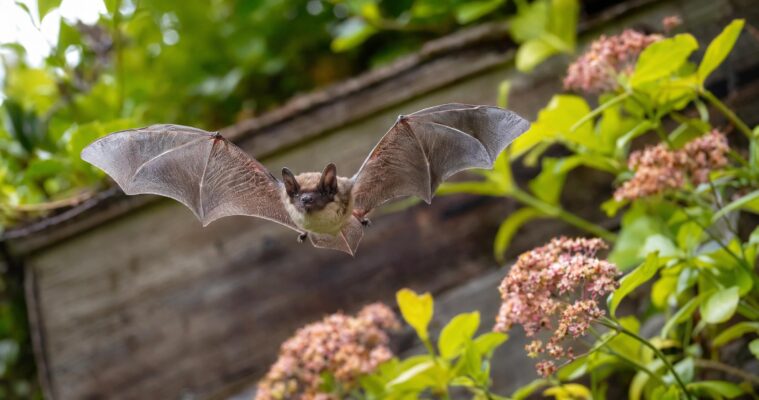 Fledermaeuse im Garten: Aussehen, Verhalten und wissenswerte Infos