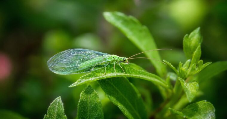 Florfliegen im Garten: Nützlinge gegen Blattläuse und andere Schädlinge