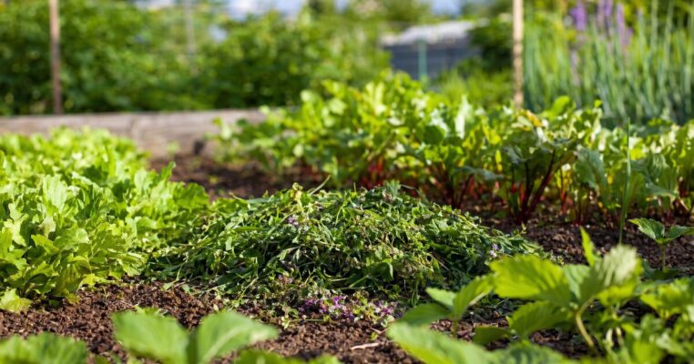 Gruenduengung ausbringen: Vorteile und Pflanzen