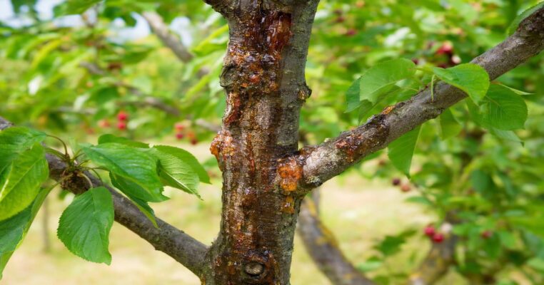 Gummifluss-Krankheit an Kirsche und Pfirsich: Tipps und Vorbeugung