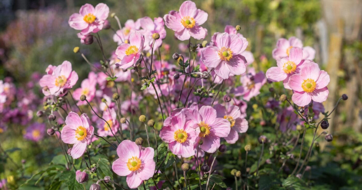 Herbst-Anemonen pflanzen, pflegen und vermehren: Blütenpracht im Spätsommer