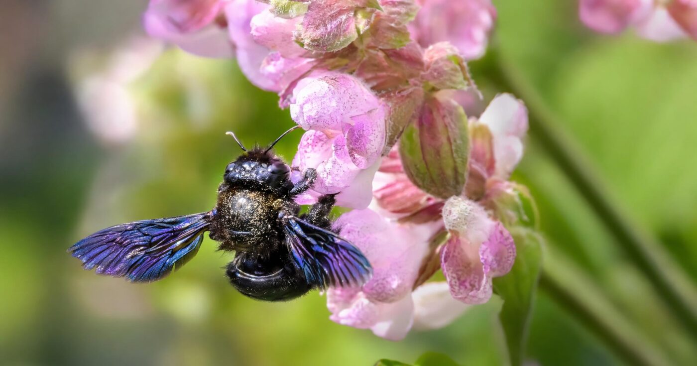 Holzbiene: Die größte heimische Wildbiene im Porträt