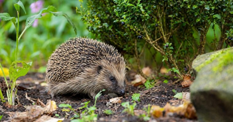 Igel im Garten: Lebensweise, Verhalten und wie du ihn unterstützen kannst
