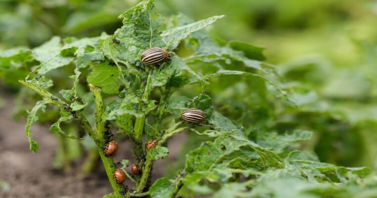 Kartoffelkäfer bekämpfen: Erkennen, Vorbeugen und effektiv handeln