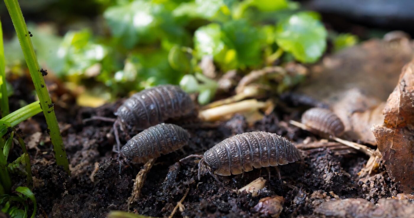 Kellerasseln bekämpfen: Tipps gegen die harmlosen Krabbler im Garten
