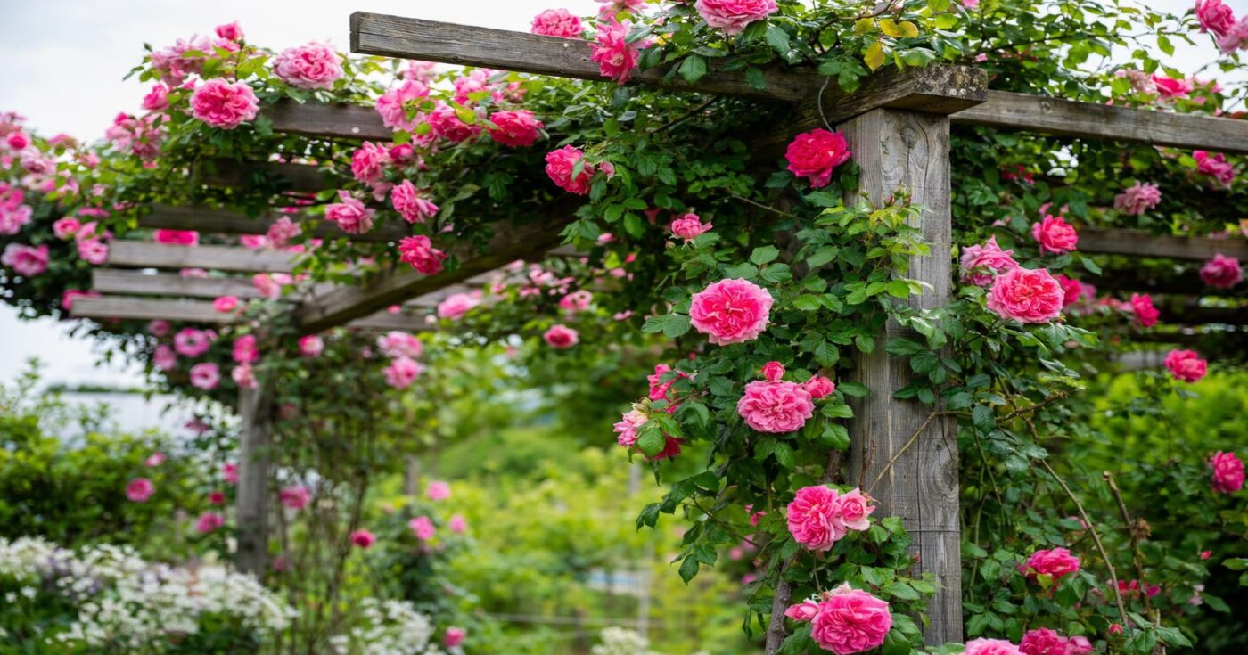 Kletterrosen pflanzen und pflegen: Tipps für üppige Blüten an Pergola & Zaun