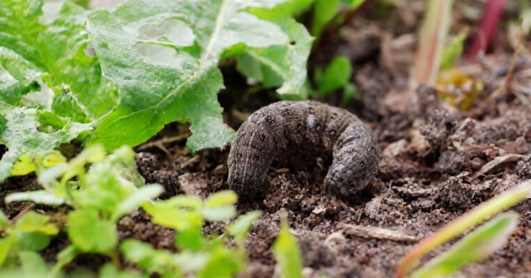 Kohleule im Garten: Erkennen und bekämpfen