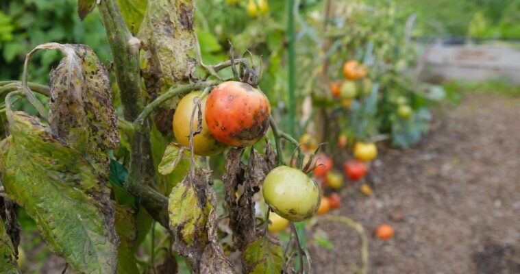 Kraut- und Braunfäule an Tomaten: Erkennen, vorbeugen und bekämpfen