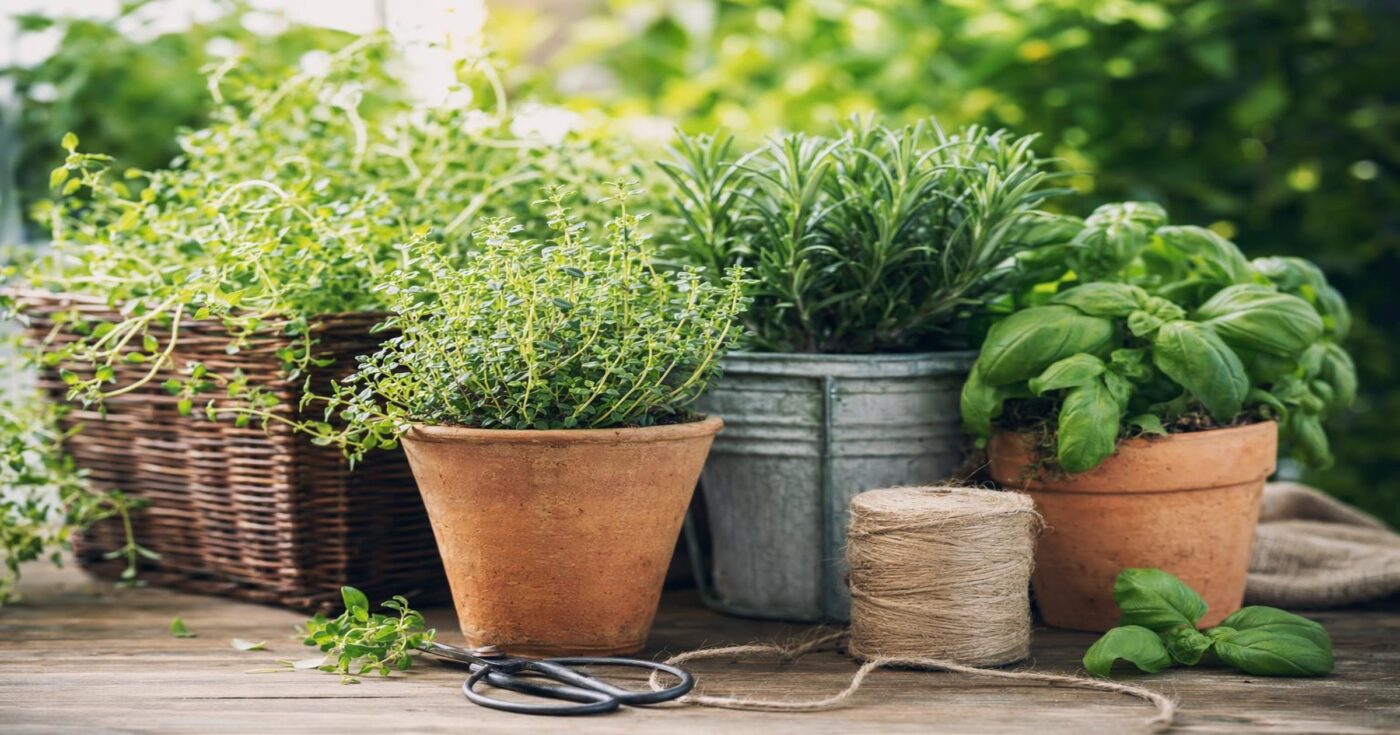 Küchenkräuter pflanzen, pflegen und ernten: Der Ratgeber für Balkon und Garten
