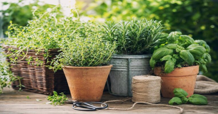 Küchenkräuter pflanzen, pflegen und ernten: Der Ratgeber für Balkon und Garten