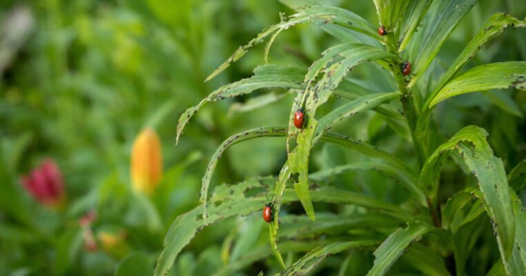 Lilienhähnchen erkennen und bekämpfen