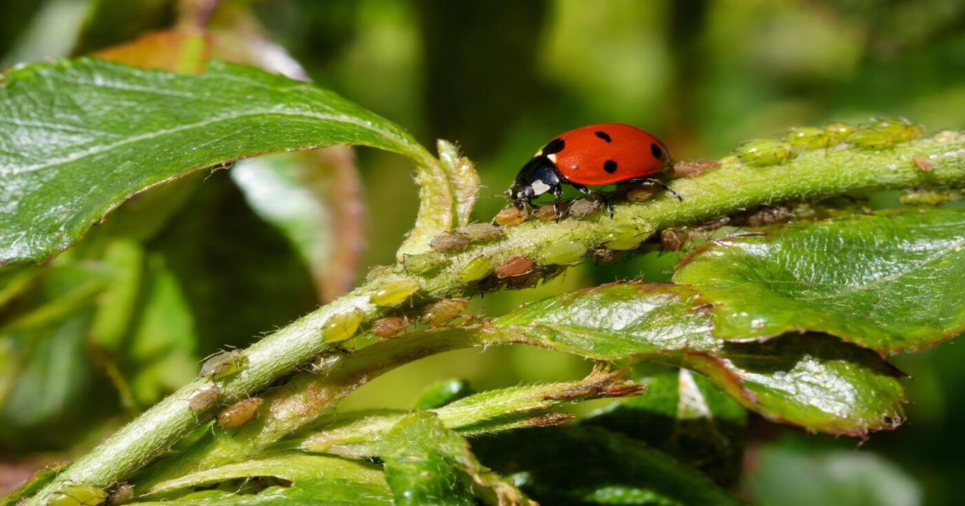 Marienkäfer im Garten: Nützlinge anlocken und Blattläuse natürlich bekämpfen
