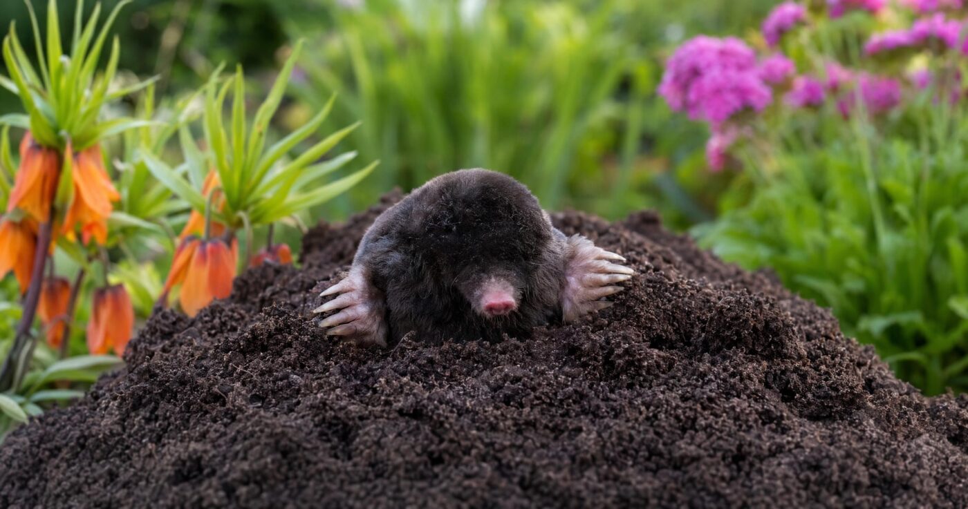 Maulwurf vertreiben statt bekämpfen: Sanfte Methoden für den Garten