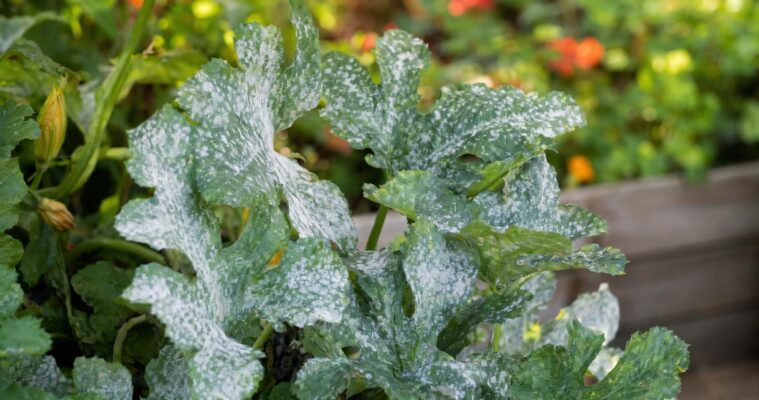 Mehltau im Garten erkennen und effektiv bekämpfen