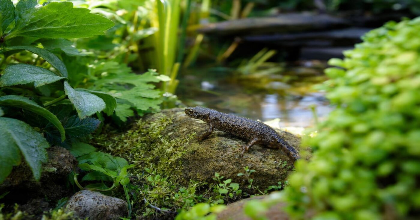 Molche im Garten: Urzeitliche Besucher erkennen, schützen & willkommen heißen