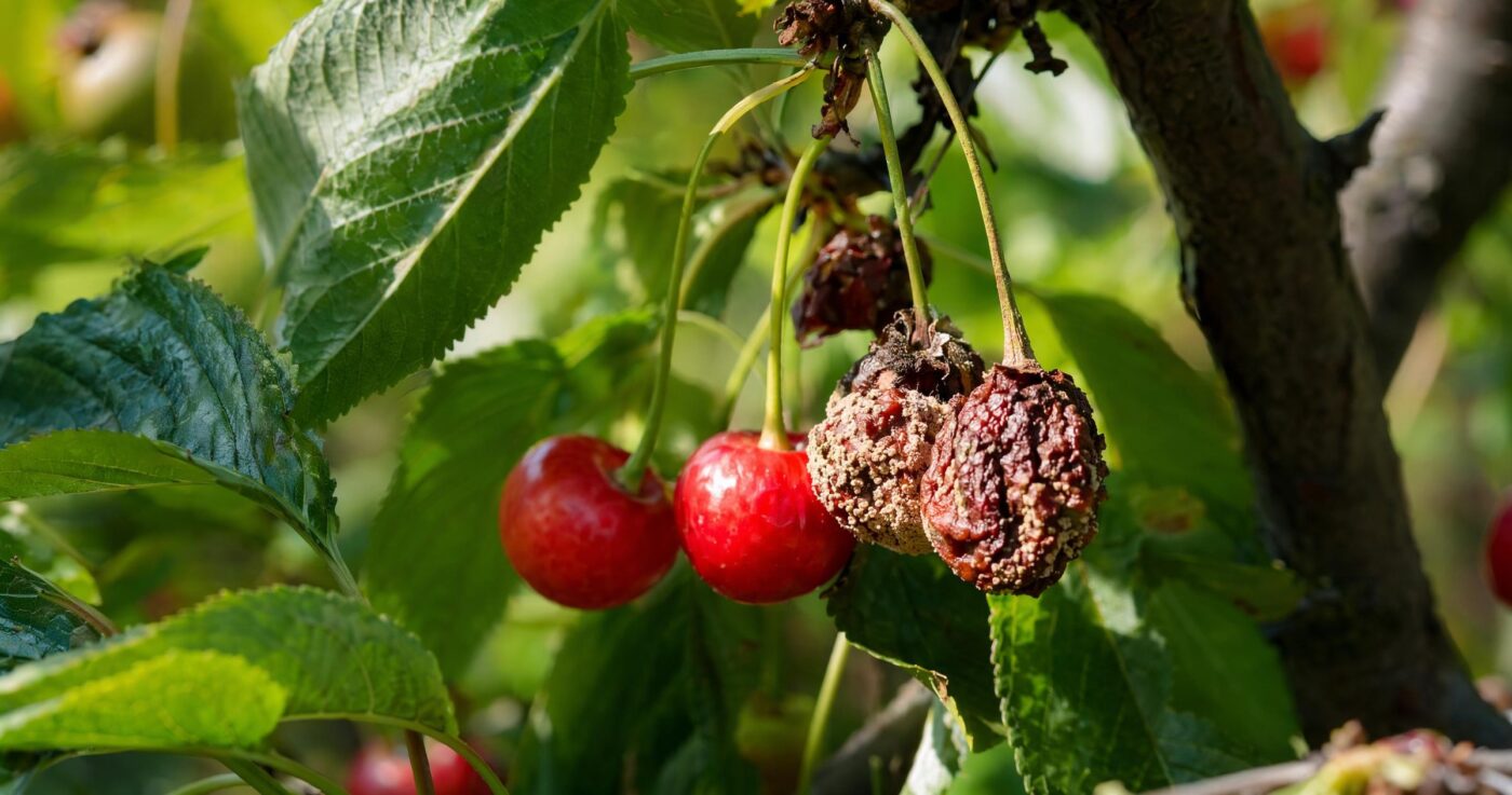 Monilia-Fruchtfäule bekämpfen und vorbeugen: Schutz für Kirschen, Äpfel und Co.