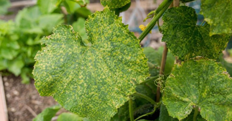 Mosaikvirus vorbeugen und bekämpfen