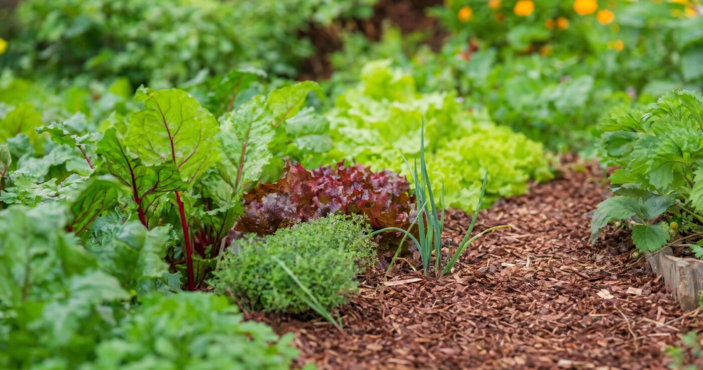 Mulchen im Garten: Der ultimative Ratgeber für Hobbygärtner