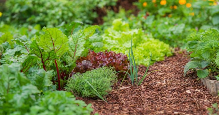 Mulchen im Garten: Der ultimative Ratgeber für Hobbygärtner
