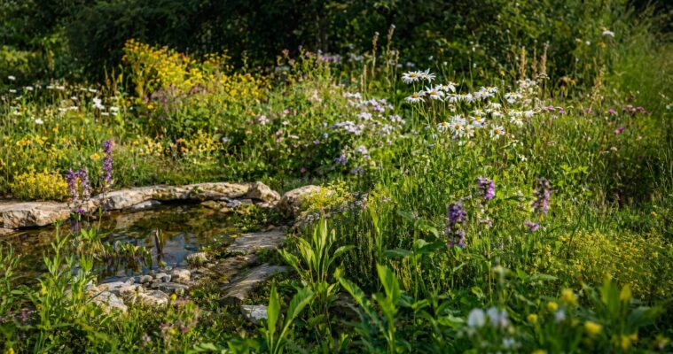 Naturgarten gestalten: Pflanzen, Ideen und Tipps für mehr Biodiversität