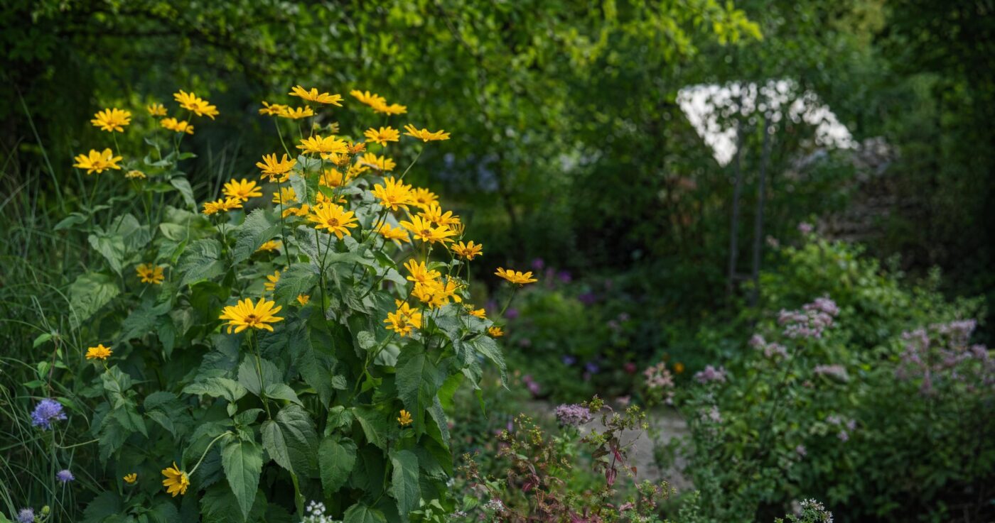 Neophyten im Garten: Gefaehrliche Eindringlinge oder nuetzliche Bereicherung?