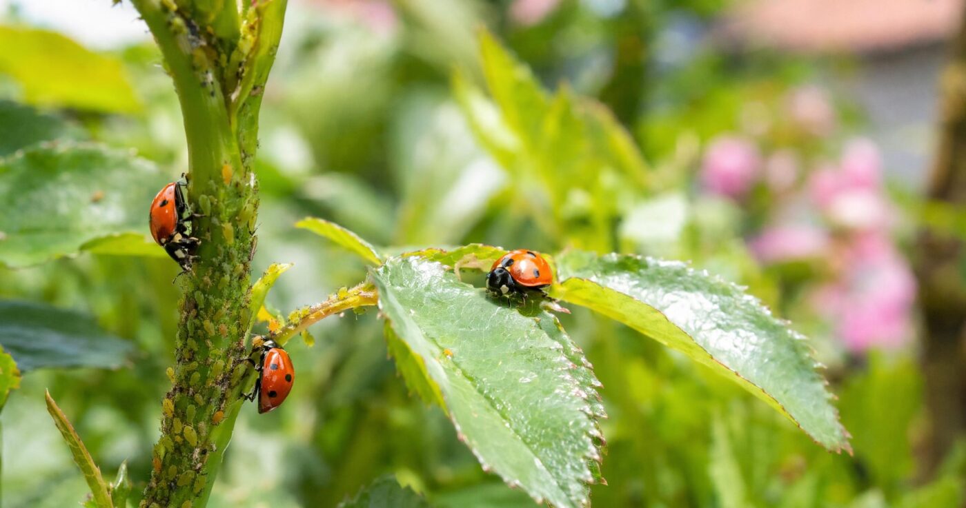 Nützlinge gegen Blattläuse: Die besten biologischen Helfer für den Garten