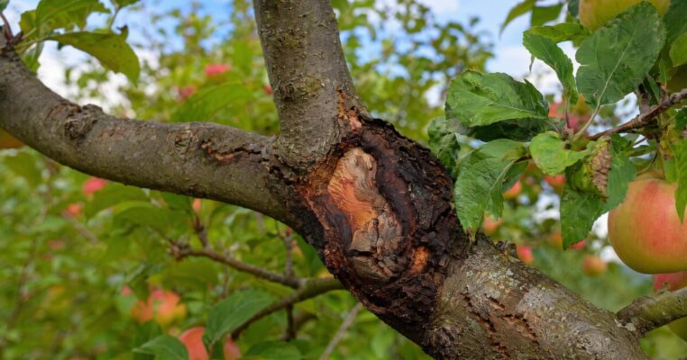 Obstbaumkrebs am Apfelbaum bekämpfen