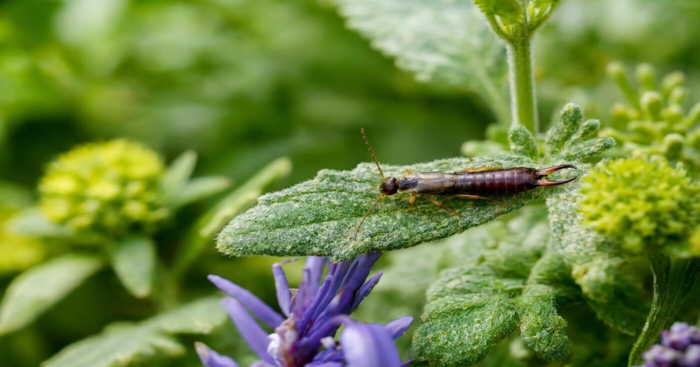 Ohrwürmer im Garten: Schädlinge oder nützliche Helfer?