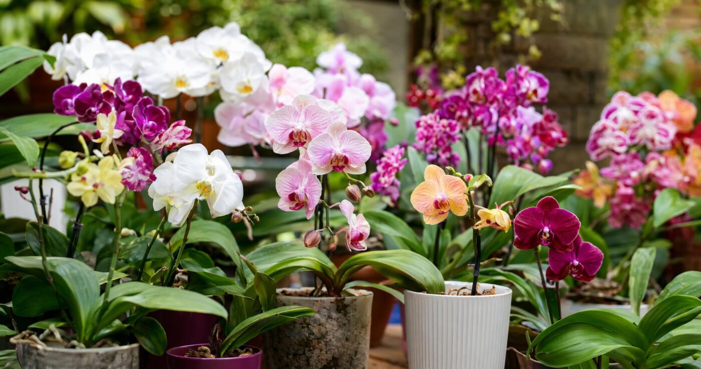 Orchideen pflegen: Arten, Standort und Pflegetipps für zu Hause